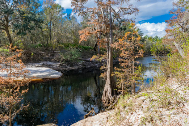 Colorful Autumn Forest on the Suwanee River