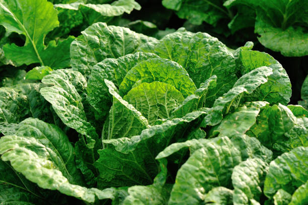 istock chinese cabbage crops in growth at field 902335376