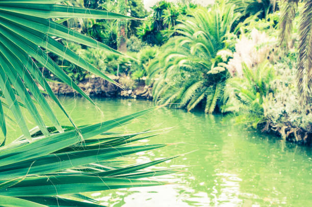 istock Tropical background of palm trees and lake 902338312