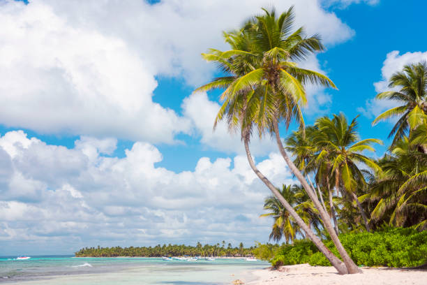 istock Holidays in Paradise, Dominican Republic 902338542