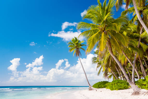 istock Holidays in Paradise, Dominican Republic 902338656