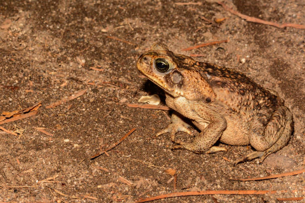 a close-up de um sapo marinho - cane toad toad wildlife nature - fotografias e filmes do acervo