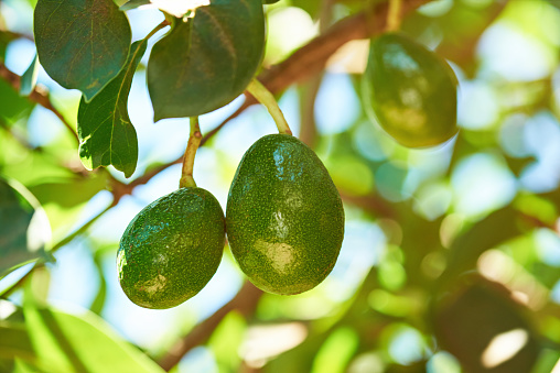 Hanging avocado green fruits close up on tree branch