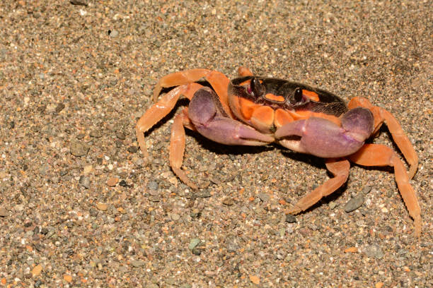 Halloween Moon Crab A close up of a Halloween Moon Crab in Costa Rica. fool moon stock pictures, royalty-free photos & images