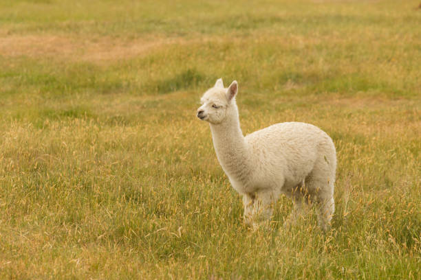 Fram animal white baby alpaca on green glass