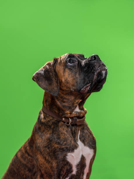 istock Boxer Dog Against Green Background 902357190
