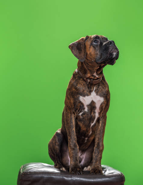 istock Boxer Dog Against Green Background 902357244