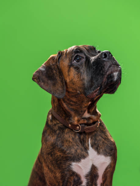 istock Boxer Dog Against Green Background 902357462