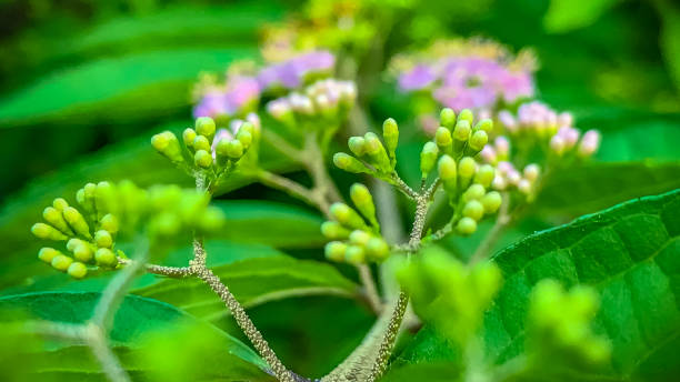 istock Tropical Milkweed readying for bloom 902360324