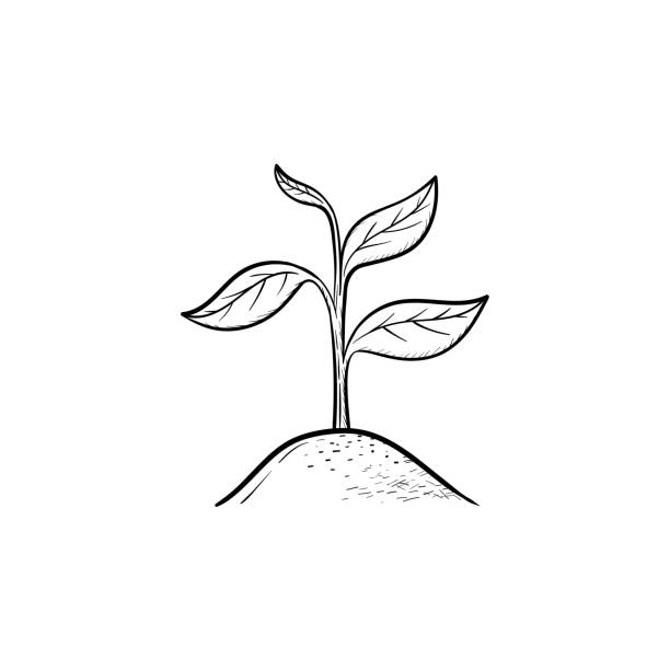 ilustrações de stock, clip art, desenhos animados e ícones de sprout hand drawn sketch icon - planta nova ilustrações