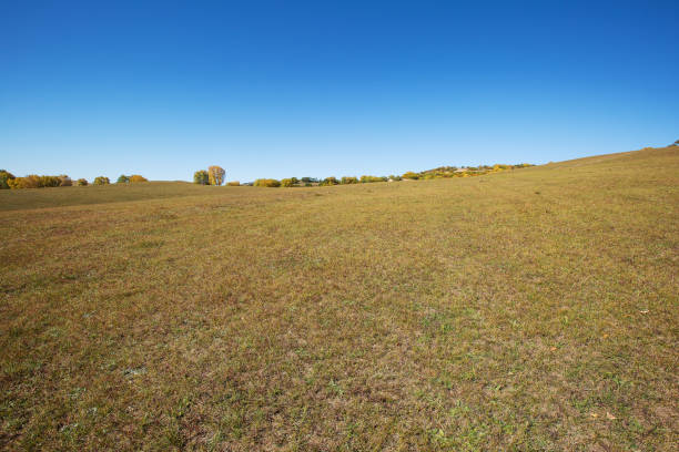 istock Prairie pasture in Damon Chin 902369188