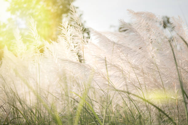 istock soft focus of flowering grass in wind. dreamy concept 902371768