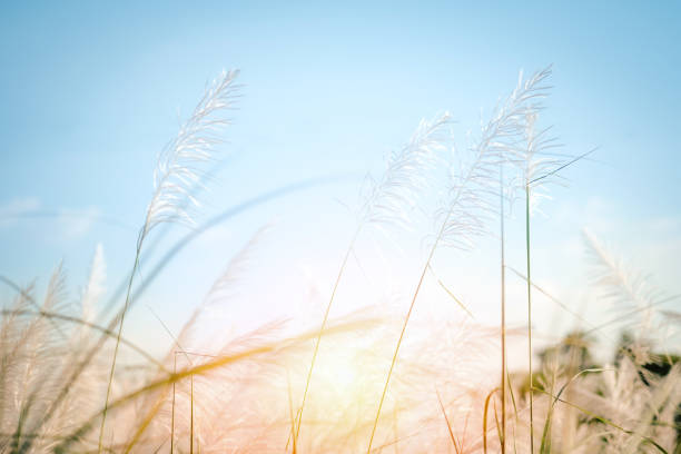 istock soft focus of flowering grass in wind. dreamy concept 902372200