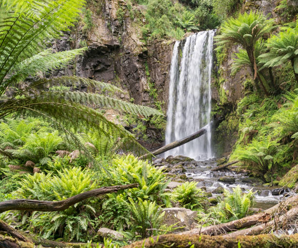 istock Hopetoun Falls, Great Ocean Road, Beech Forest, Victoria, Australia 902372324