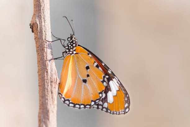 istock Macro shooting of Big orange Monarch Butterfly. 902372544