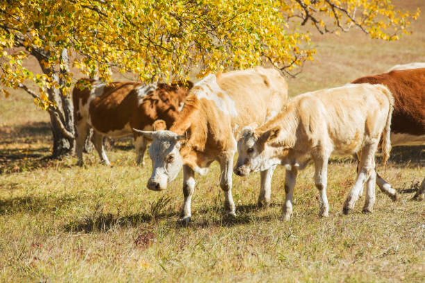 istock Prairie pasture in Damon China 902374746