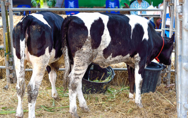 istock Milk calf in the stable 902377882
