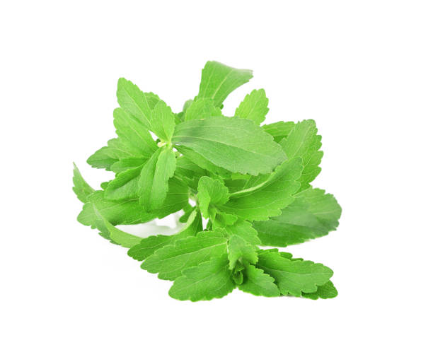 istock Stevia rebaudiana plant isolated on white background 902378658