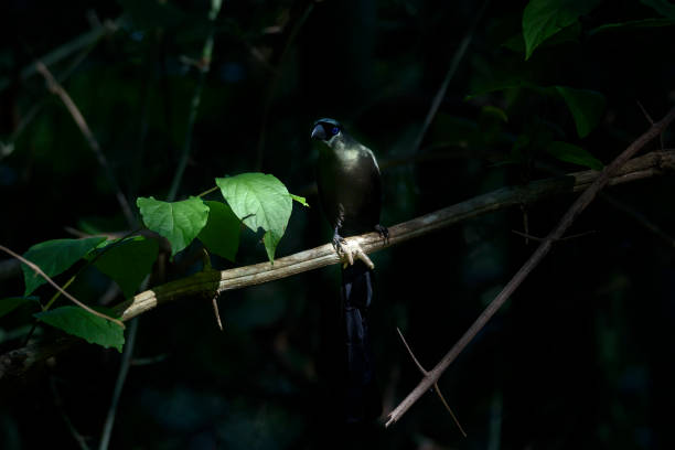 istock Low key image of Racket-tailed treepie perching on tree branch in the forest , Thailand 902378970
