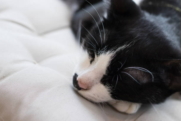 istock Black cat sleeps on the cushions 902381396