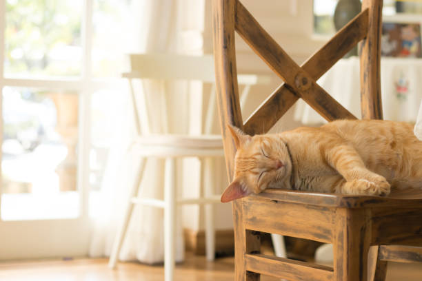 istock Cat sleeps on the chair. 902381472