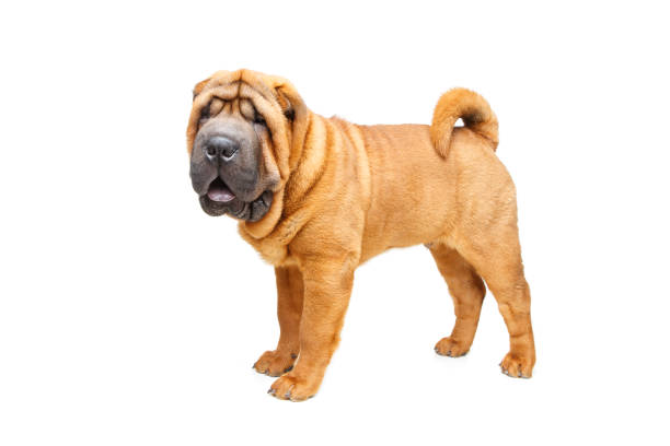 istock beautiful shar pei puppy 902381682