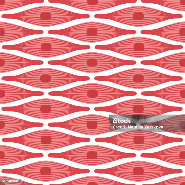Muscle Tissue Seamless Pattern Stock Illustration - Download Image Now - Muscle, Vector, Anatomy