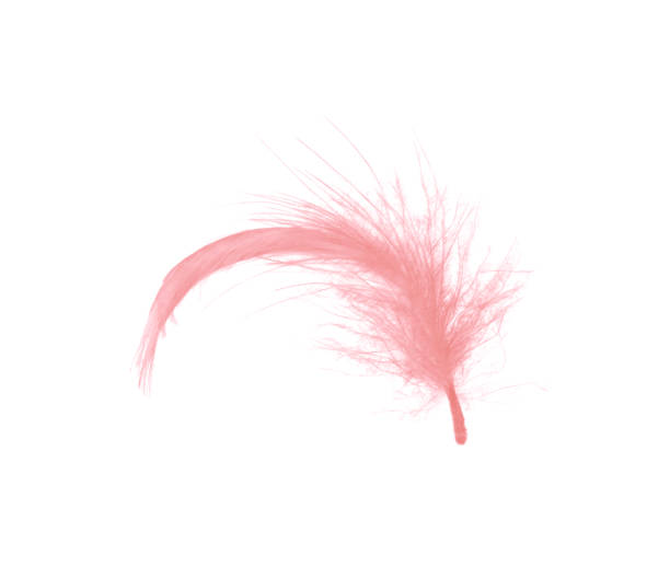 istock coral pink feather on white background 902387402