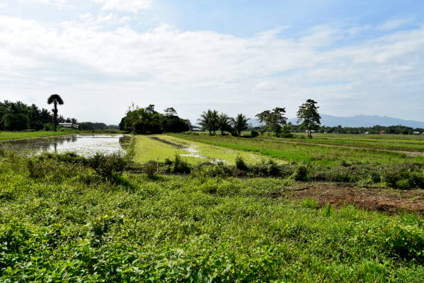 istock Santiago City Sightseeing, Road and city view, Rice Fields,Philippines. 902387528