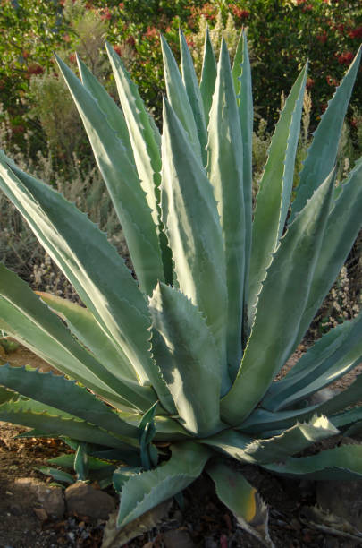 istock Large Wild Aloe Vera Plant 902390336