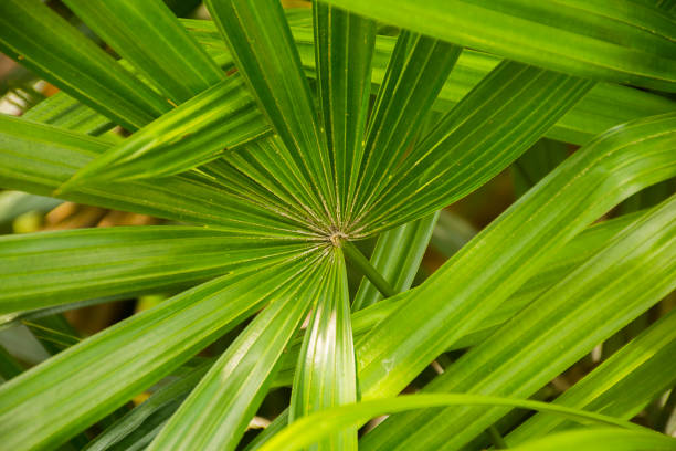 istock middle green leaves/plant texture with nature background. 902390464