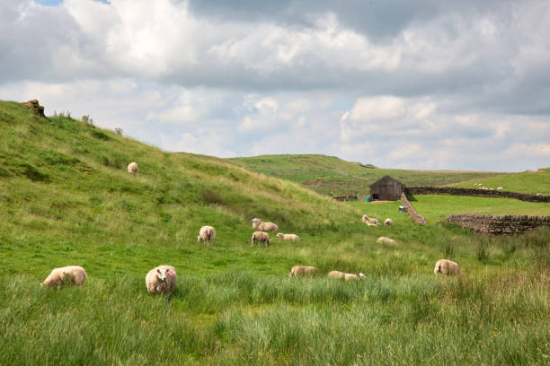 istock Sheep Grazing in Northumberland 902390976