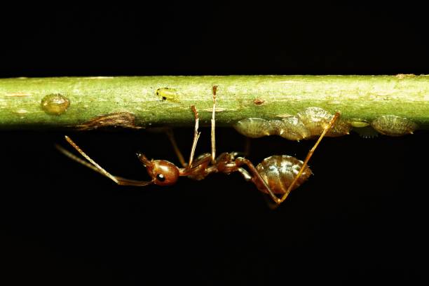 istock Close up ant and aphid on green branch (black background)1 902391098