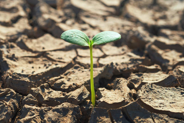 istock young green plant growing in soil arid 902391184