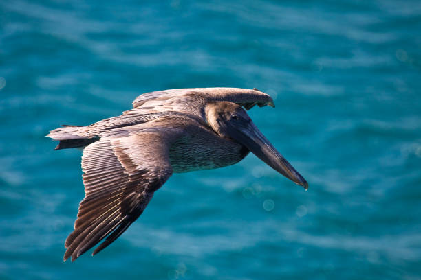 istock Brown Pelican flying over blue water 902391504