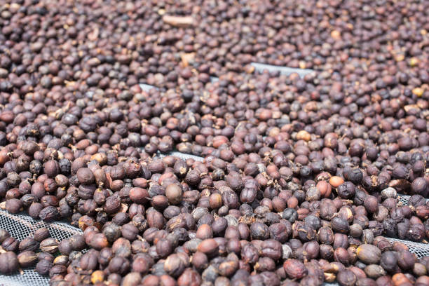 istock ripen arabica coffee drying process on trays under sunlight 902394230