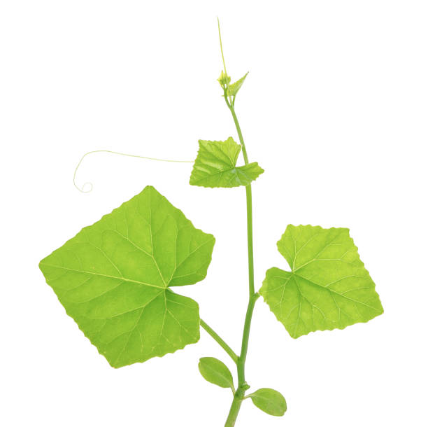 istock Ivy Gourd on white background, Coccinia grandis (Cucurbitaceae) 902394398