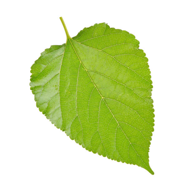 istock Green Mulberry leaf isolated on white background 902394454