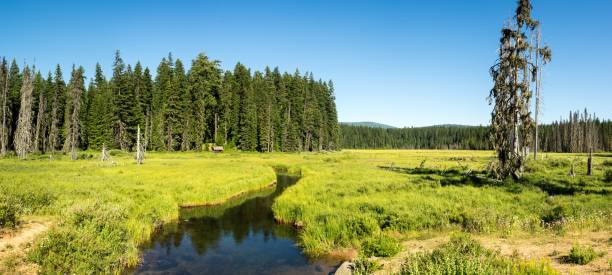 istock Remote Wilderness of Oregon 902400266