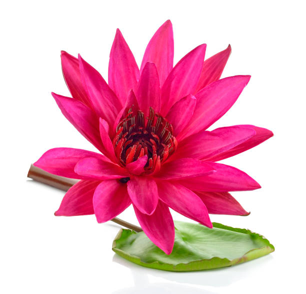 istock Lotus and the lotus leaf on white background 902400270