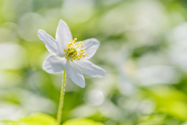 istock White anemone flower blooming in spring. 902400354