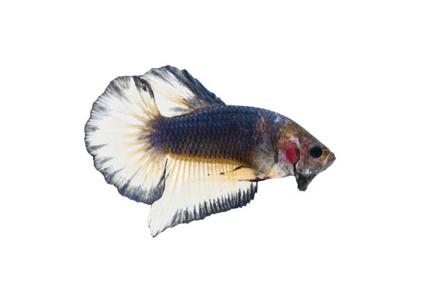 istock beautiful betta splendens isolated on white background 902401762