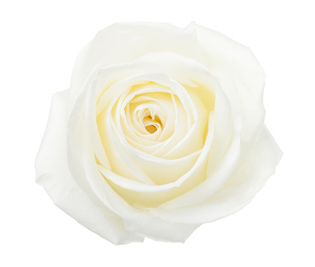 White Rose isolated on white background.