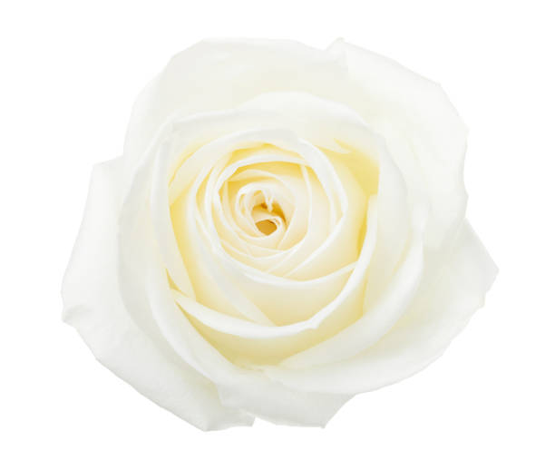 white rose isolated on white background. - scented beauty in nature flower head blossom imagens e fotografias de stock