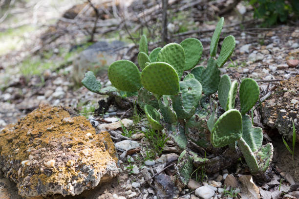 istock Cactus in Serra da Capivara, Piaui, Brazil 902408326