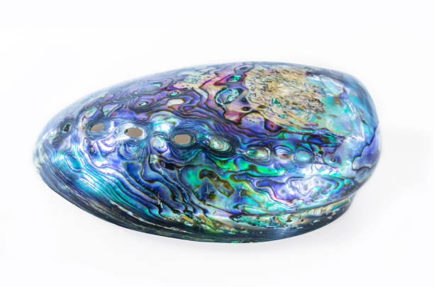 istock New Zealand Paua shell (Haliotis Iris) 902408598