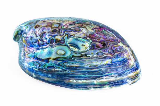 istock New Zealand Paua shell (Haliotis Iris) 902408600