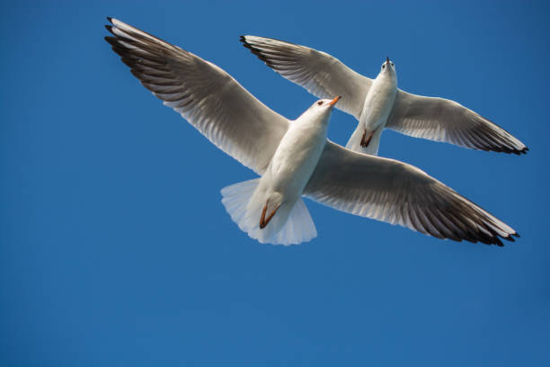 istock Pair of seagulls flying in blue a sky 902411548