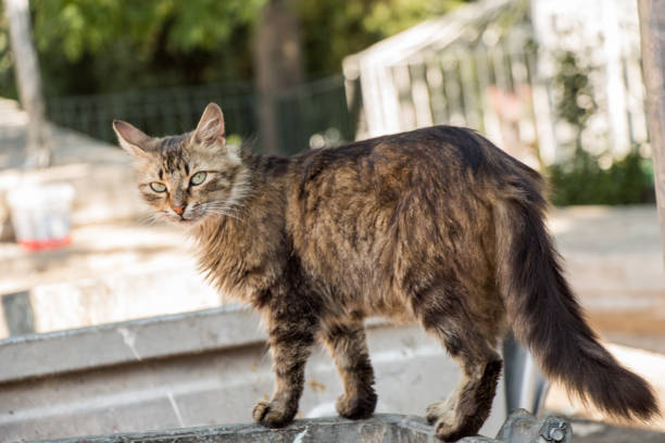 istock Stray cat is seen  in the street 902411586
