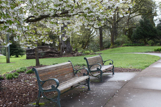 Benches Two benches under a tree in the spring in serenity city park. oregon state university stock pictures, royalty-free photos & images